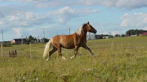Horse trotting Stock Footage 54047209