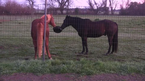 Horse tug-a-war Video stock 47170621