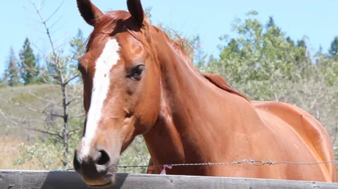 Horse Turns Head to Camera Canada Stock Footage 40272036