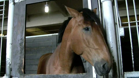 Horse twitching ears in stall Stock Footage 404563