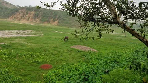 Horse under rain Stock Footage 158789578