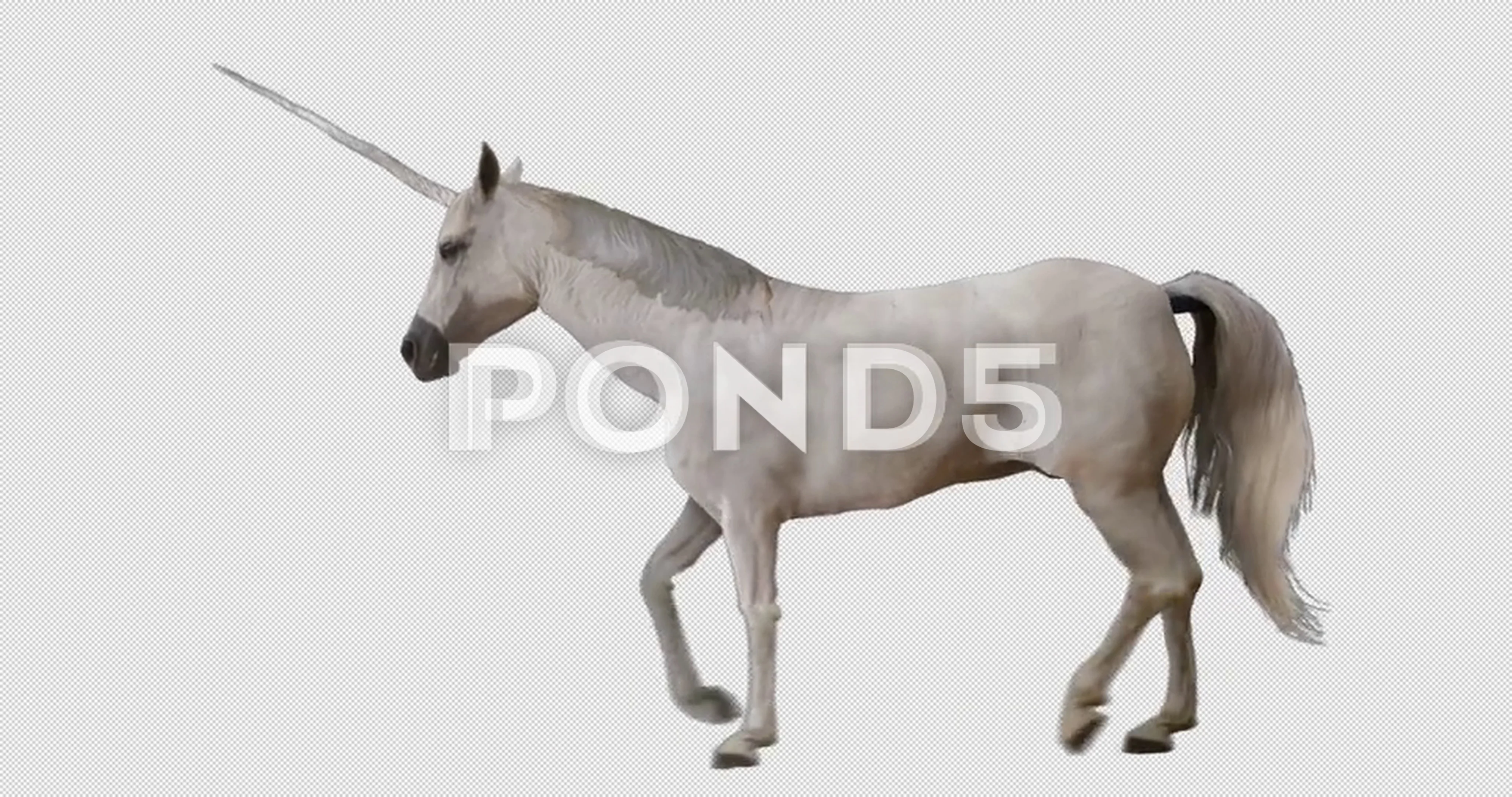 Horse Unicorn Trotting. Animal isolated ... | Stock Video | Pond5