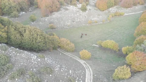 Horse in the valley Stock Footage 118995974