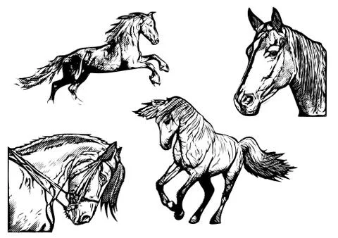 Horse vector illustrations Stock Illustration