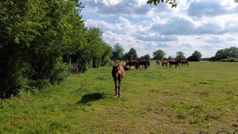 Horse Video Video stock 279308828