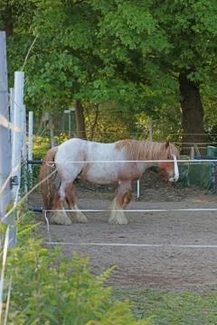 Horse view macro modern background high quality prints Dorsten city Stock Photos