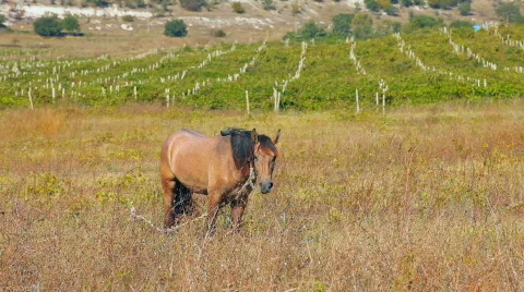 The horse in the Vineyard Stock Footage 854936