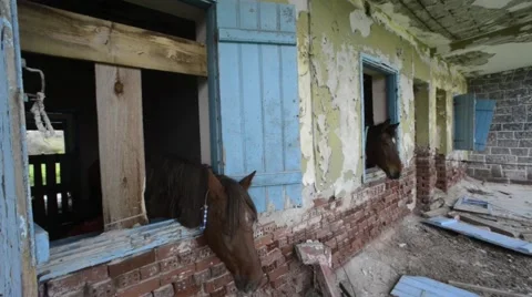 Horse in vintage stable Stock Footage 62377331