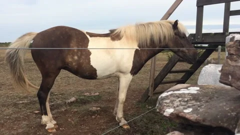 Horse wagging its tail behind fence Stock Footage 238398962