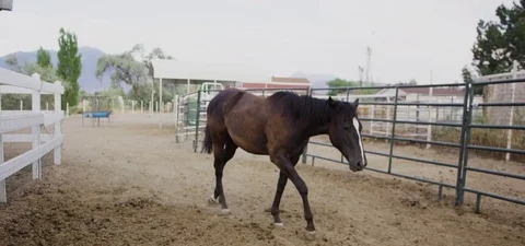 Horse wagging its tail while walking in the farm 動画素材 76277000