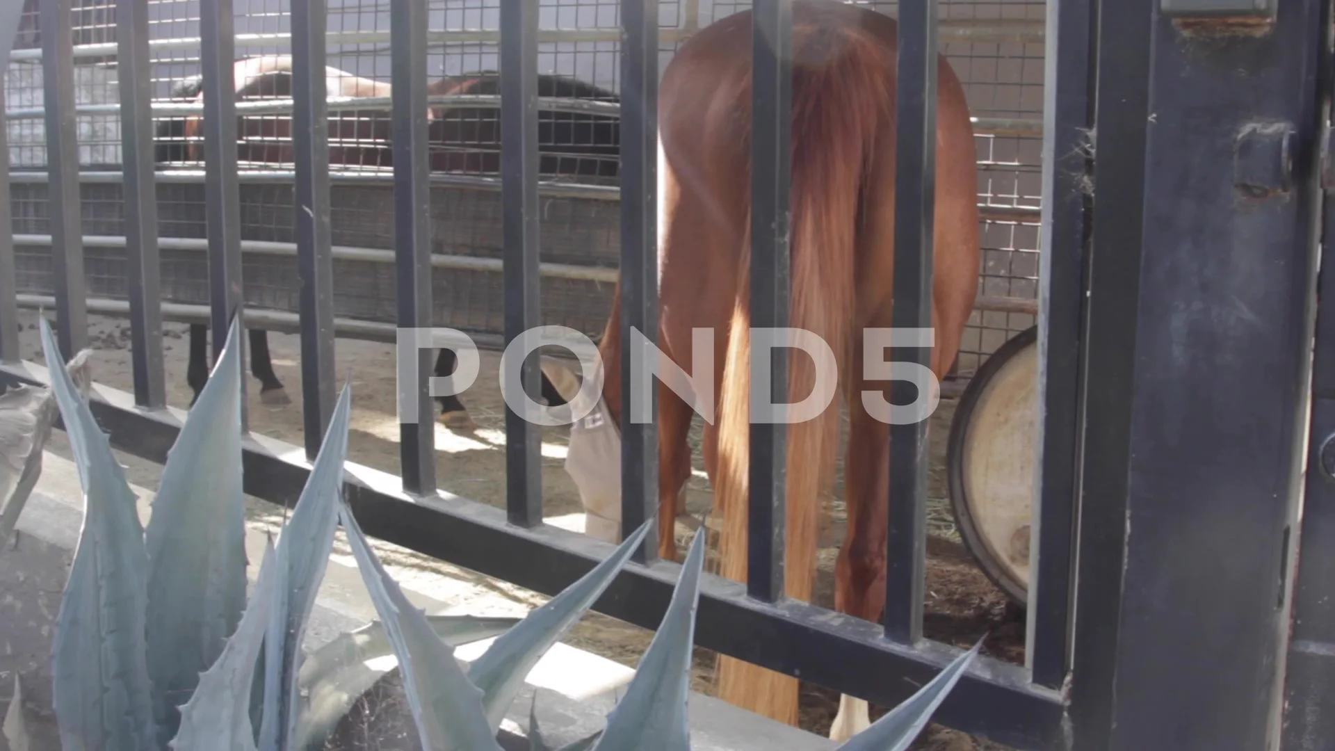 Horse Wagging Tail In Stable Stock Video Pond5