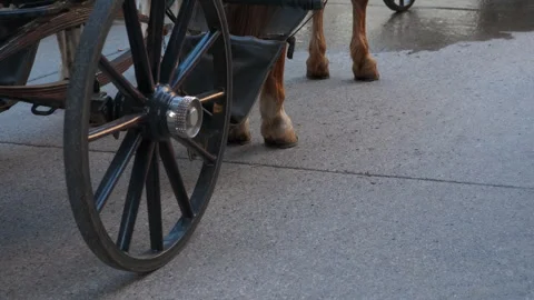 Horse waiting and resting while attached to a carriage Stock Footage 304899521