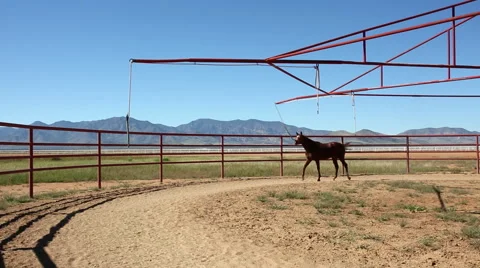 Horse Walk Stock Footage 52330980