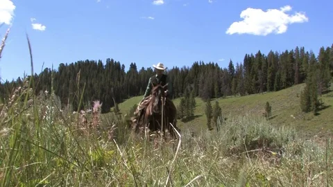 Horse Walk By Stock Footage 75906225