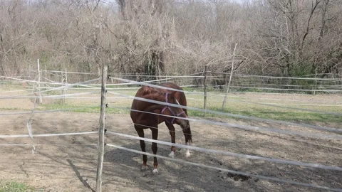 Horse for a walk in a paddock Stock Footage 237870089
