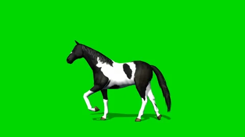 Horse walk  - seperated on green screen Stock Footage