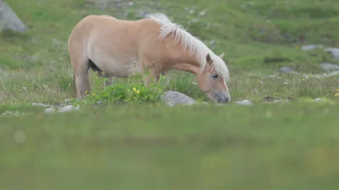 Horse walking across frame in profile with grassy foreground, 4K slow motion Stock Footage 330730973