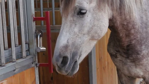 Horse Walking Calm Side View Beautiful Gray Colorful Background Stock Footage 296870625