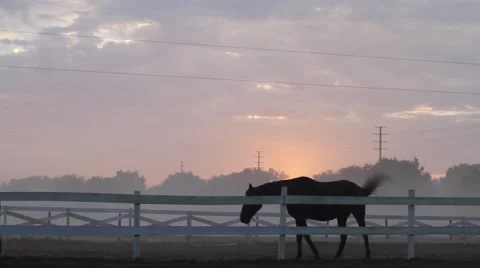 Horse walking in corral 動画素材 40667927