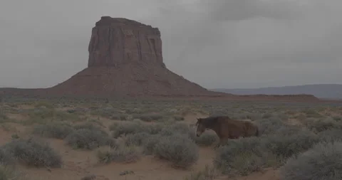 Horse Walking in Desert Stock Footage 168214100