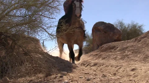 Horse walking by on dusty trail. 스톡 동영상 24996487