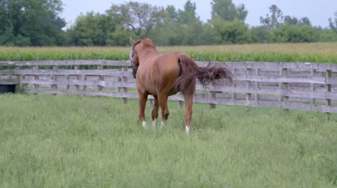 Horse Walking in Field Stock Footage 67391115
