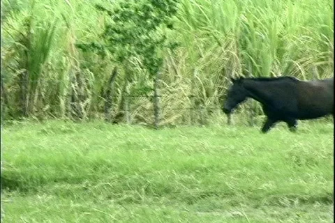 Horse Walking 動画素材 302666