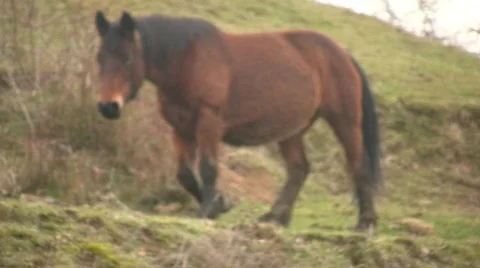 Horse Walking Stock Footage 714096