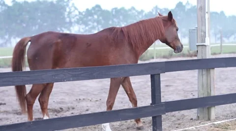 Horse walking Stock-Footage 40667802