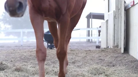 Horse walking 動画素材 40667933