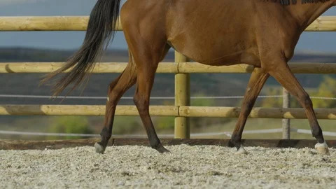 Horse walking Stock Footage 86768623
