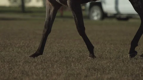 Horse walking Stock Footage 121535585