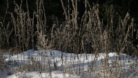 Horse is walking in the forest Stock Footage 85965218