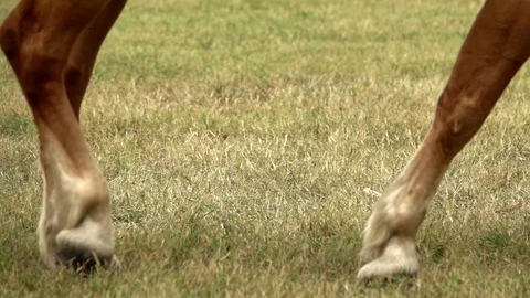 Horse walking on grass Stock Footage 95933393