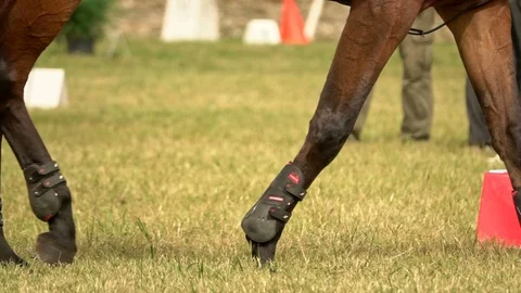 Horse walking on grass Stock Footage 95933491