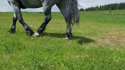 Horse walking on grass side shot Video stock 155930352