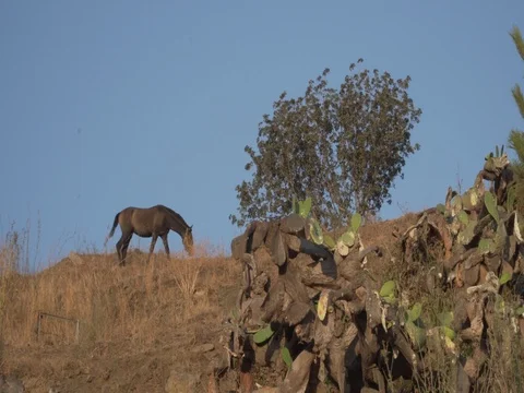 A horse walking on the hills of Spain Stock Footage 80973621