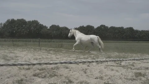 HORSE WALKING IN THE NATURE 스톡 동영상 99459934