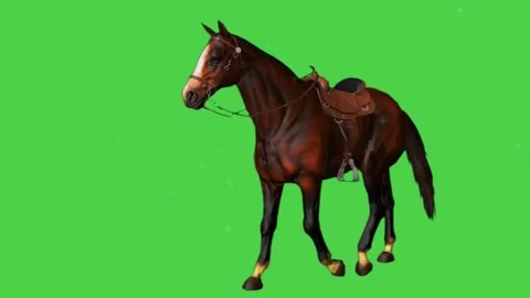Horse Walking Side View Green Screen Video  Full Profile Horse Movement Foota Stock Footage 312496559