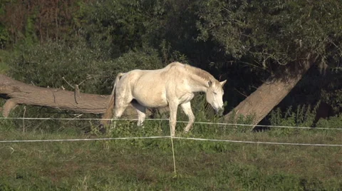 Horse Walking In Slow Motion Vídeos de archivo 49499165