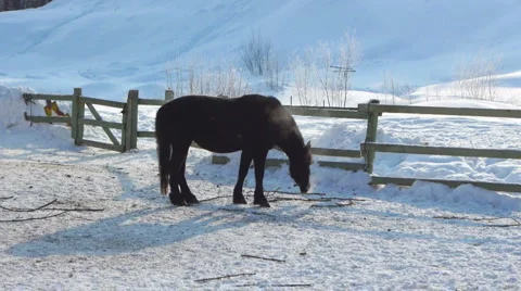 Horse walking on the snow Stock Footage 2278201