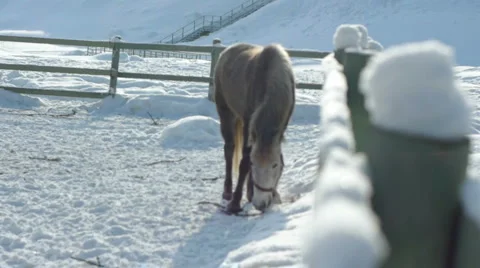 Horse walking on the snow Stock Footage 5186826