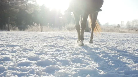 Horse is walking in the snow Video stock 85963316