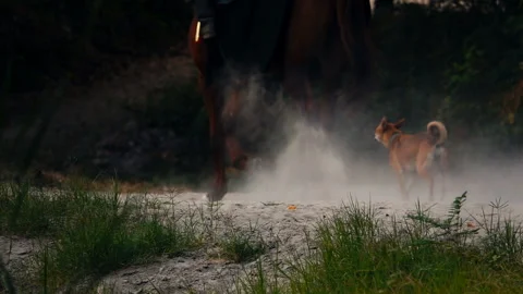 The Horse Walking Through the Sand Creating Dust 스톡 동영상 103854523