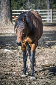 Horse is walking toward the camera. Stock Photos