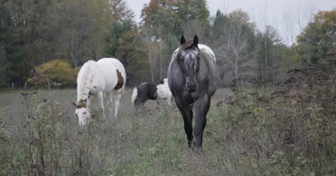 Horse Walking Towards the Camera 4k Stock Footage 61953536