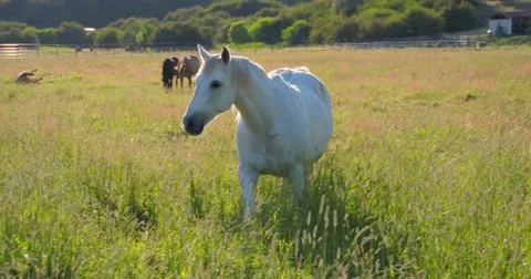 Horse walking towards camera Vídeos de archivo 53647763