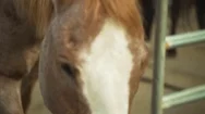 Horse Walking Towards His Owner In Ranch Stock Footage
