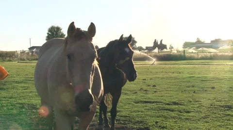 Horse Walks Up to Camera for a Close Up Stock Footage 41777817