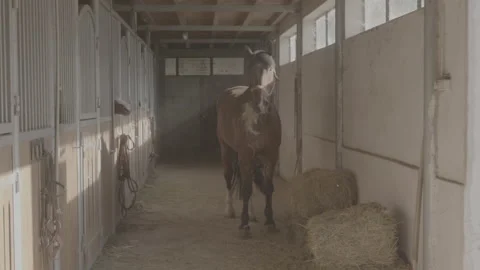 A Horse Walks to The Camera on Sunset in Stable. Shot in 4K / V-Log Video stock 132797365